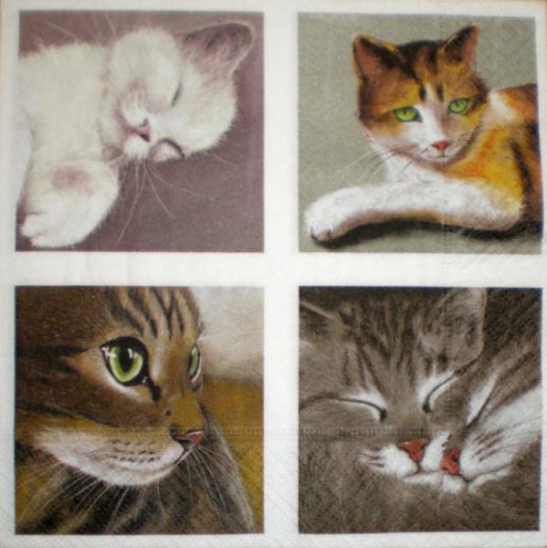 999.083 Katzen - 3-lagig